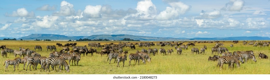 Plains zebra (Equus quagga, formerly Equus burchellii) and Blue wildebeest or common wildebeest, white-bearded wildebeest or brindled gnu (Connochaetes taurinus). Serengeti National Park. Tanzania - Shutterstock ID 2180048273