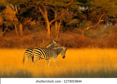 Plains Zebra, Equus Quagga, In The Grassy Nature Habitat With Evening Light In Mana Polls, Zimbabwe. Sunset In Savanah. Animals With Big Trees.