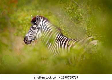 Plains Zebra, Equus Quagga, In The Green Forest Nature Habitat, Hidden In The Leaves, Kruger National Park, South Africa. Wildlife Scene From African Nature. Zebra Sunset With Trees.