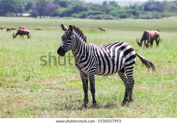 Plains zebra\
(Equus quagga) in a green\
savanna