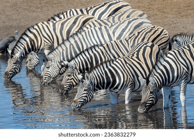 Plains Zebra (Equus quagga) herd drinking at a waterhole, Etosha national park, Namibia.