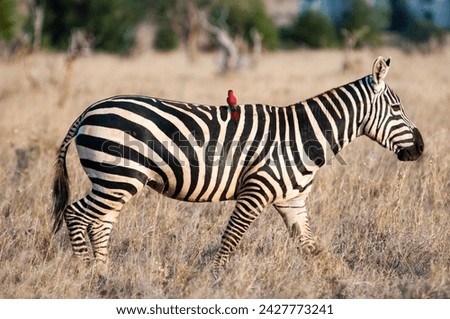 Plains zebra (equus quagga), one southern carmine bee-eater (merops nubicoides) on the croup, taita hills sanctuary, kenya, east africa, africa