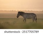 Plains zebra (Equus quagga) walking in the Masai Mara during sunset