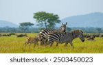 Plains zebra females with a foal in western Serengeti. Grumeti area. Serengeti National Park, Tanzania.