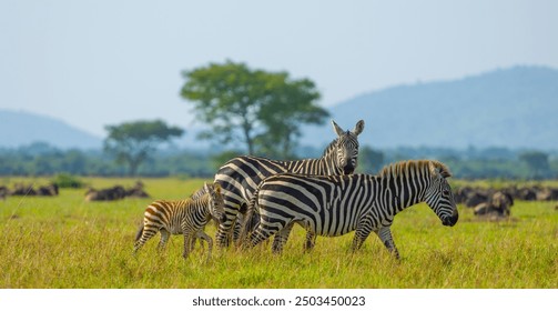 Plains zebra females with a foal in western Serengeti. Grumeti area. Serengeti National Park, Tanzania.