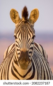 Plains Zebra Head Shot In Lovely Light