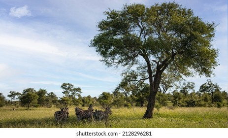 A Plains Zebra Herd Running In The Grass In Kruger National Park, South Africa