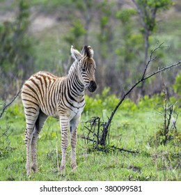 Baby Zebra Images Stock Photos Vectors Shutterstock