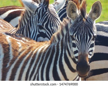 Plains Zebra Laikipia County Kenya