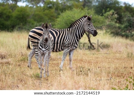 Plains Zebra mare and foal, Kruger National Park, South Africa