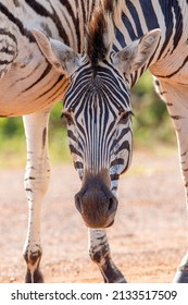 Plains Zebra In Pilanesberg National Park