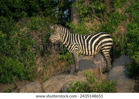 Plains zebra stands with catchlight on rocks
