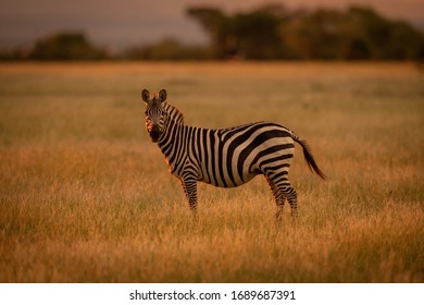 Plains Zebra Stands Rim Lit By Sunset