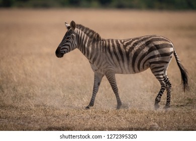 Plains zebra walks on grass in savannah