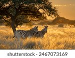 Plains zebras (Equus burchelli) in grassland at sunrise, Mokala National Park, South Africa
