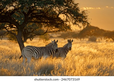 Plains zebras (Equus burchelli) in grassland at sunrise, Mokala National Park, South Africa
