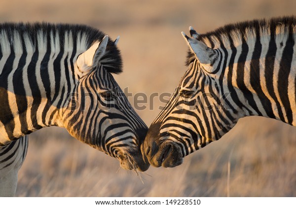 Plains zebras greeting, Etosha, Namibia wilderness. 