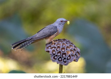 Plaintive Cuckoo Bird Eating Green Worm.