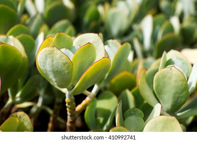 49 Plakkie plant Images, Stock Photos & Vectors | Shutterstock