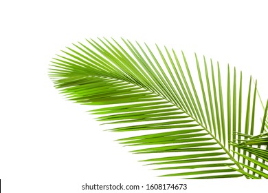 Part Palm Tree On White Background Stock Photo 79431151 | Shutterstock