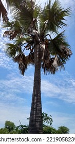 Plam Tree In The Abyei Tropical Forest