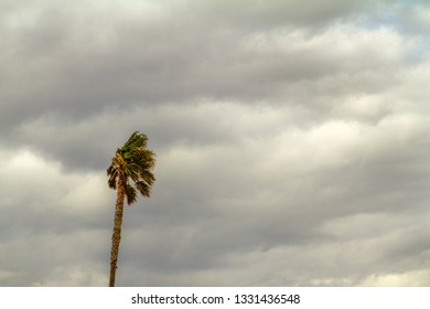 Plam Tree Blowing In A Stormy Cloud Day