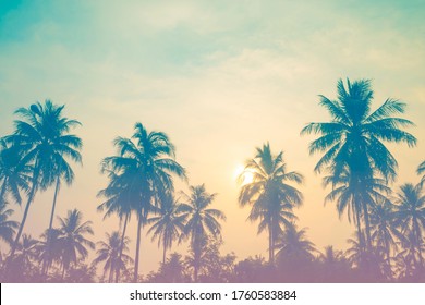 Plam tree or coconut tree at tropical coast,made with Vintage Tones