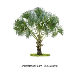 Plam Tree Isolate On White Stock Photo 205735078 | Shutterstock