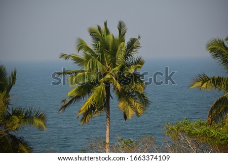 a plam tree on beach having sea at back providing beautiful scenery