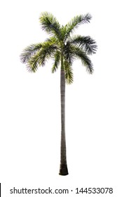 plam tree on isolate white background