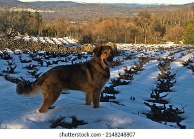Plan of a Leonberger maaron and black dog, on a snowy vineyard. With a blurred background, forest with orange and gold autumn colors. sunny day, natural light