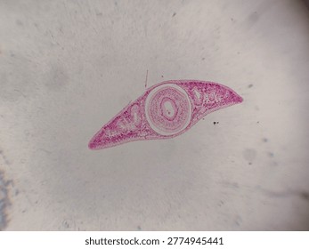 Planaria Flatworm Longitudinal Section Showing Internal Organ Structures