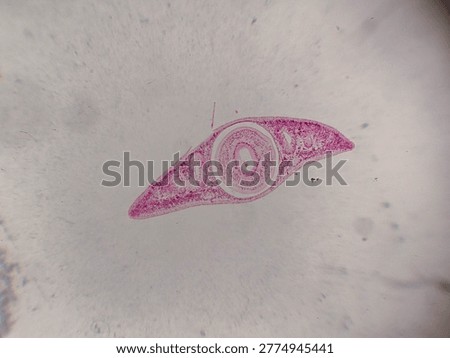Planaria Flatworm Longitudinal Section Showing Internal Organ Structures