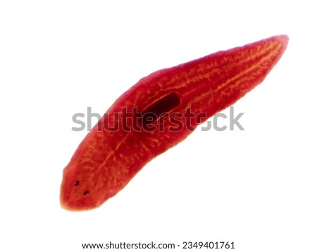 Planaria flatworm under light microscope view.
