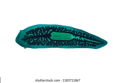 Planaria Flatworm Under Microscope View.