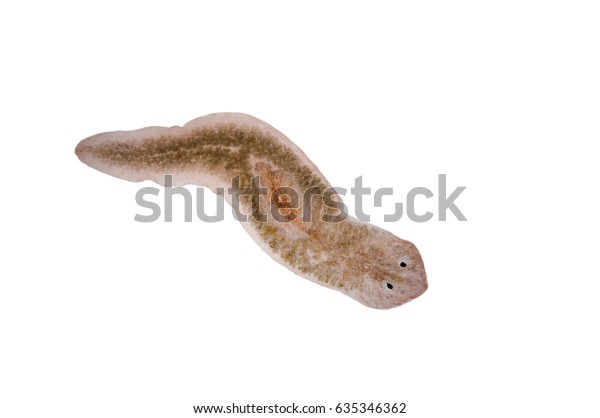 scary looking little worm with flat head