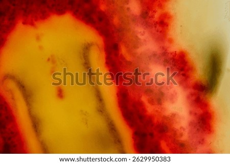 Planaria under microscope showing internal branching anatomy clearly