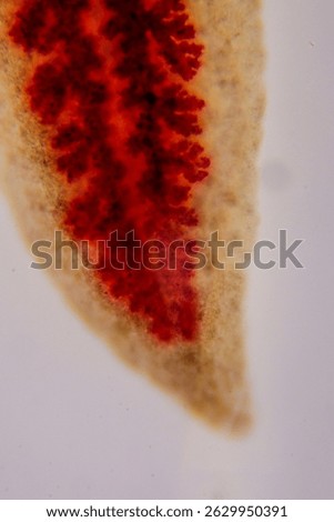 Planaria under microscope showing internal branching anatomy clearly