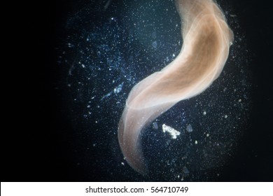 Planarian (flatworm) Moving Under Microscope View.