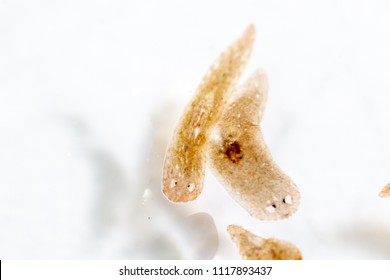 Planarian Parasite Flatworm Under Microscope View Stock Photo ...