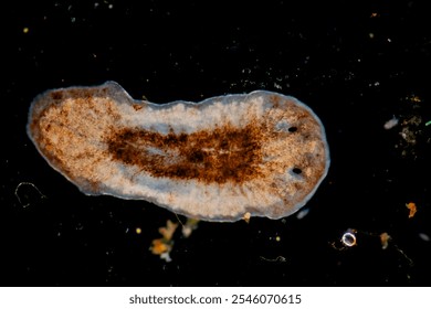 Planarian parasite (flatworm) under microscope view.