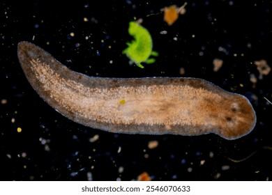 Planarian parasite (flatworm) under microscope view.
