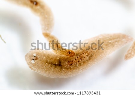 Planarian parasite (flatworm) under microscope view.
