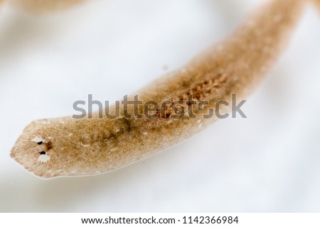 Planarian parasite (flatworm) under microscope view.