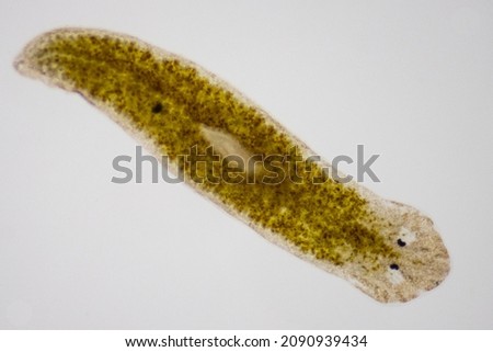 Planarian parasite (flatworm) under microscope view.