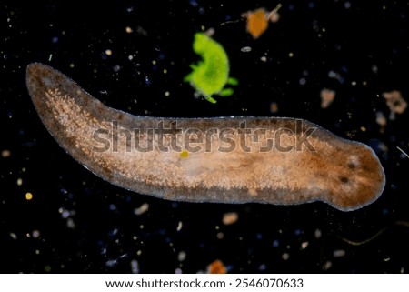 Planarian parasite (flatworm) under microscope view.