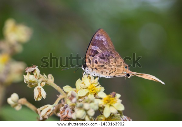 Sưu tập Bộ cánh vảy 3 - Page 26 Plane-bindahara-phocides-butterflies-thailand-600w-1430163902