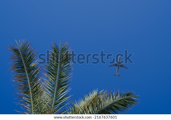 a plane\
flies past a palm tree in the blue\
sky