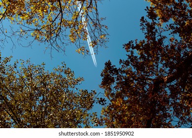 Plane On The Blue Sky Between Autumn Leaves