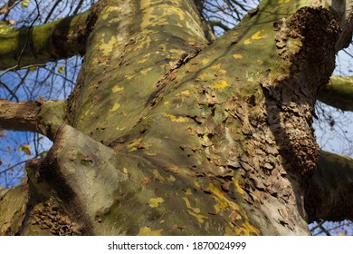 Plane platan tree trunk with pieces of peeling bark.